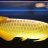 LoveFish